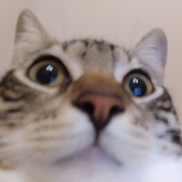 Файл:Рудзик.png