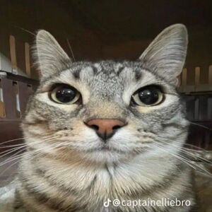 Сырник.jpeg
