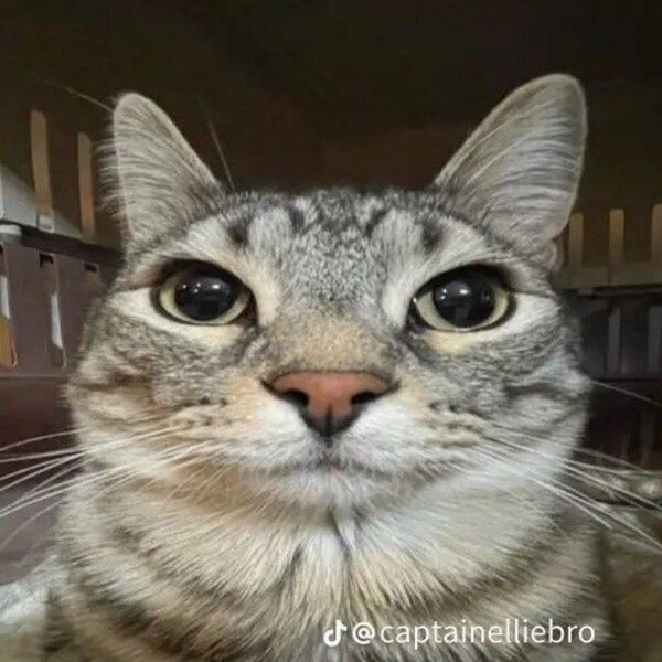 Файл:Сырник.jpeg